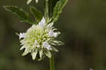 Clustered bushmint